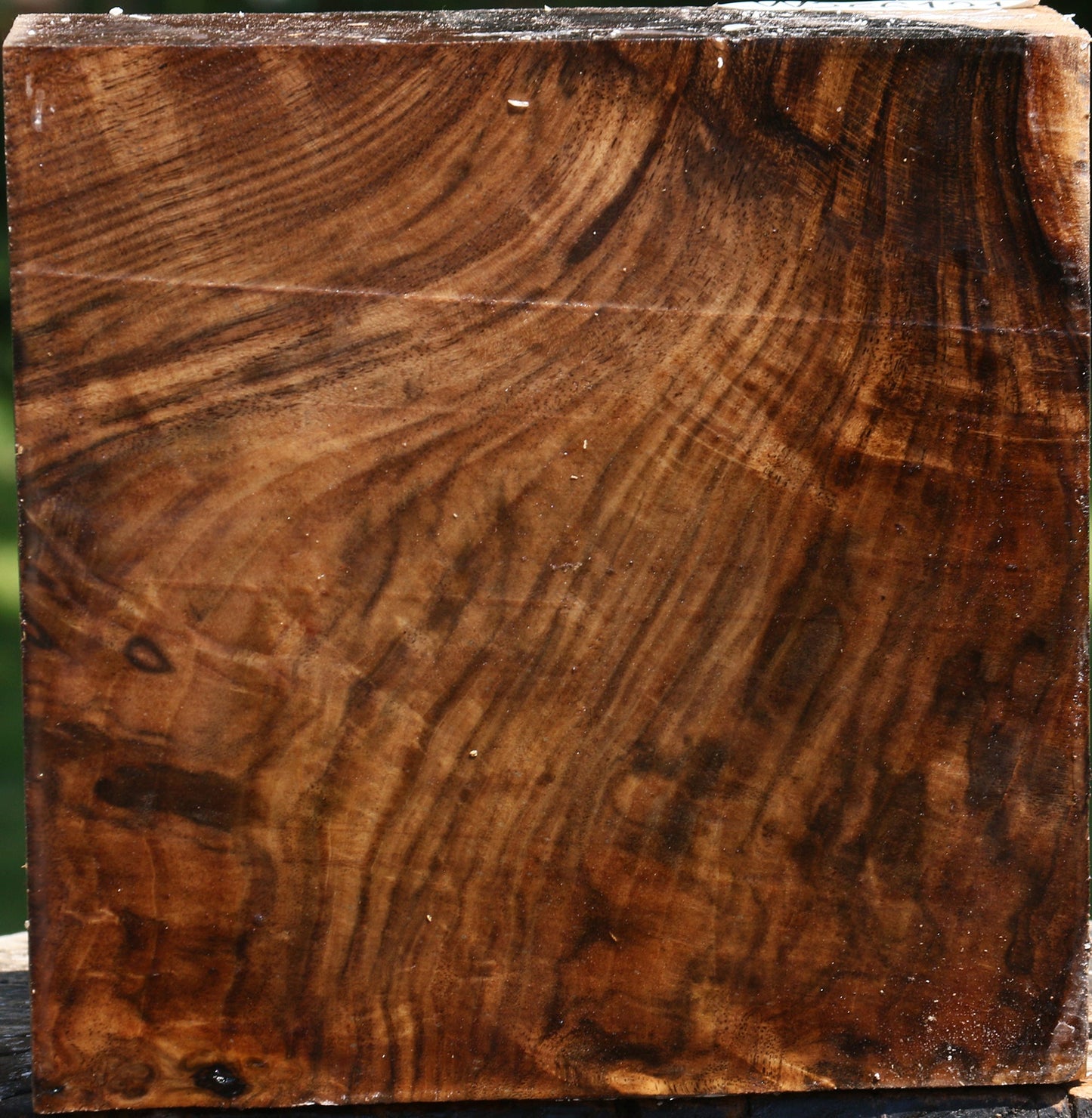 Extra Fancy Claro Walnut Bowl Blank
