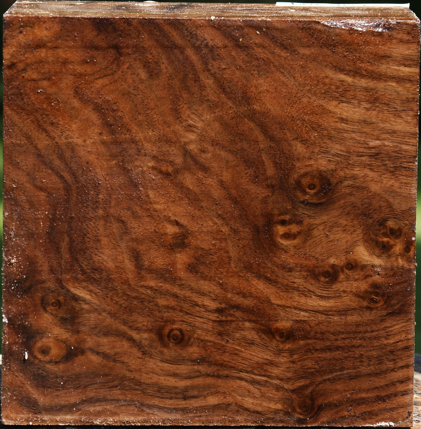 Extra Fancy Claro Walnut Bowl Blank