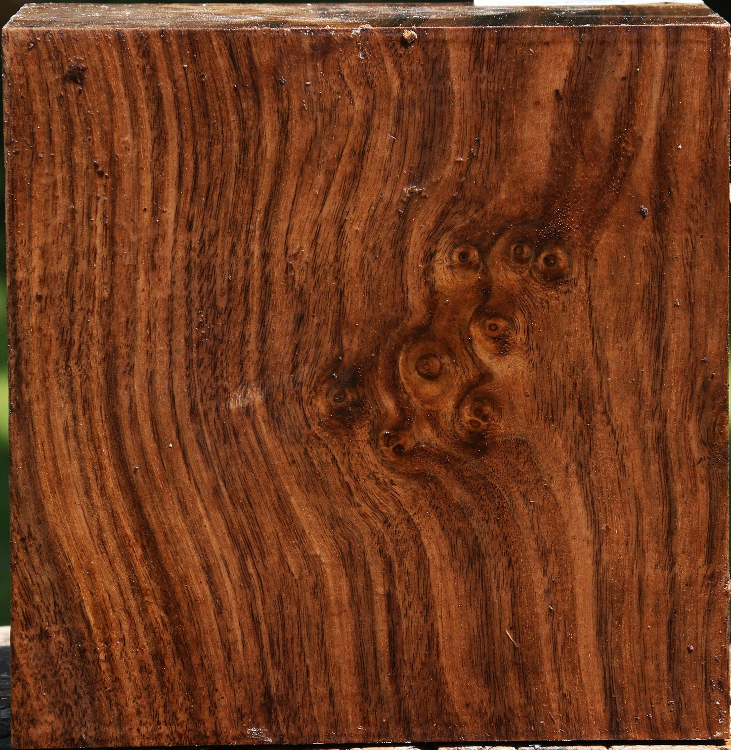 Extra Fancy Claro Walnut Bowl Blank