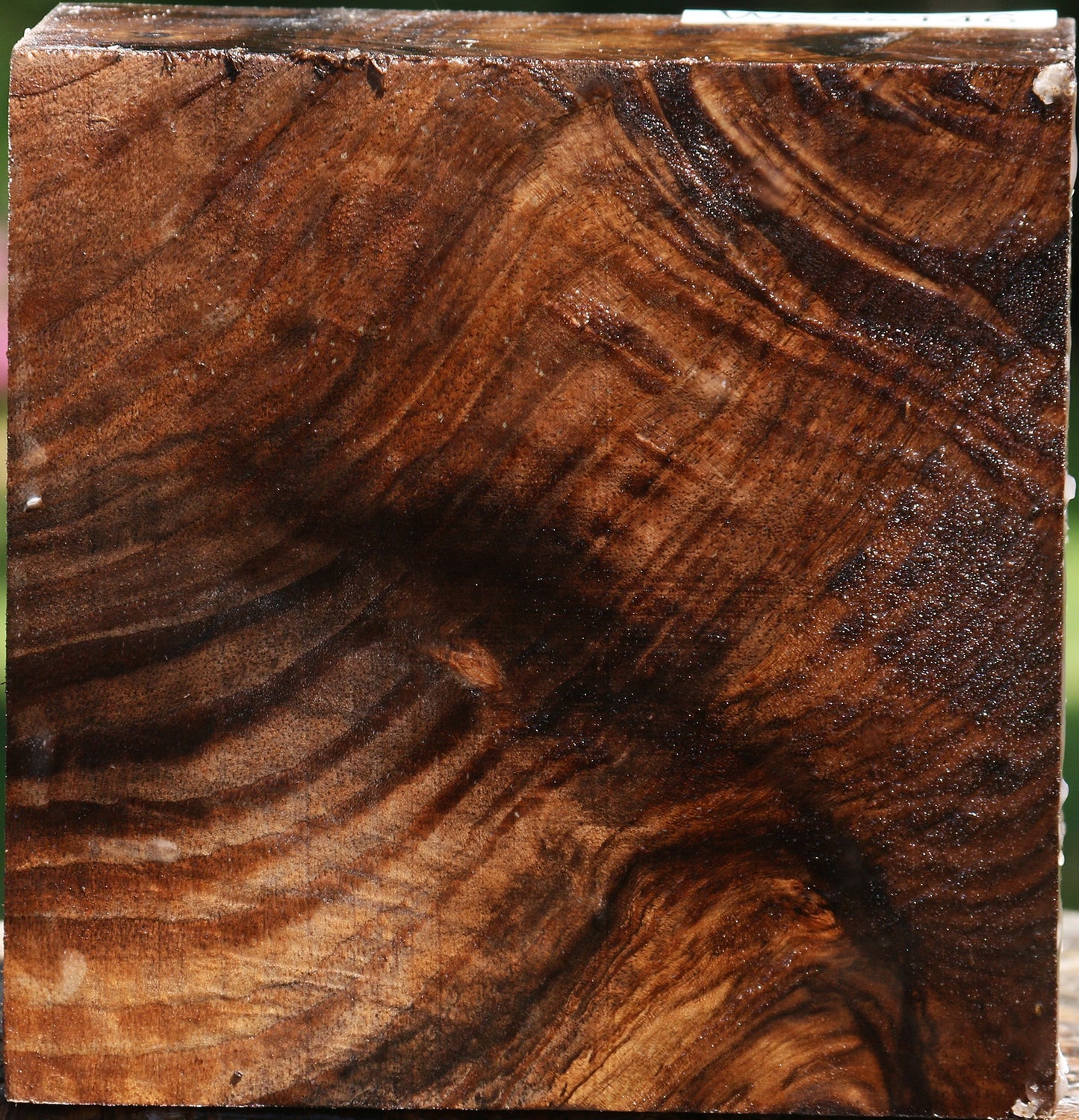 Extra Fancy Claro Walnut Bowl Blank