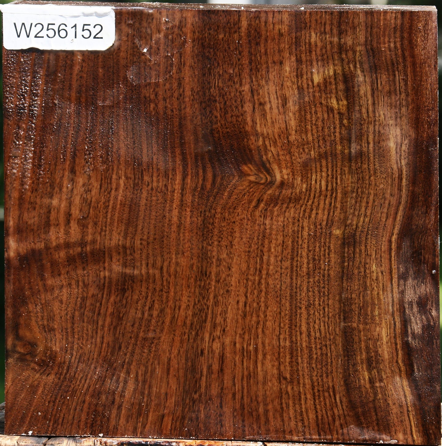 Claro Walnut Bowl Blank