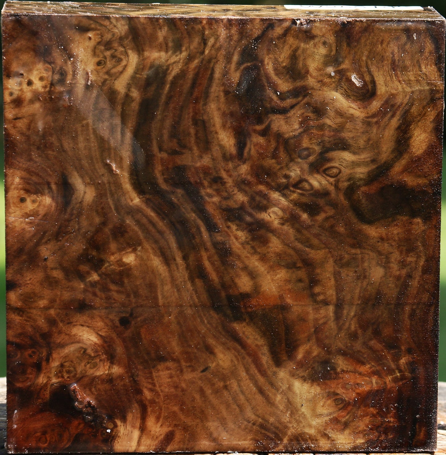 Claro Walnut Burl Bowl Blank
