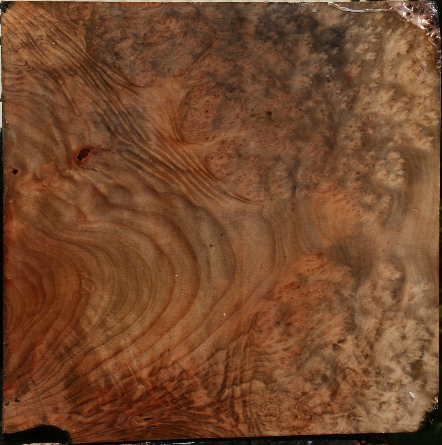 Madrone Burl Bowl Blank