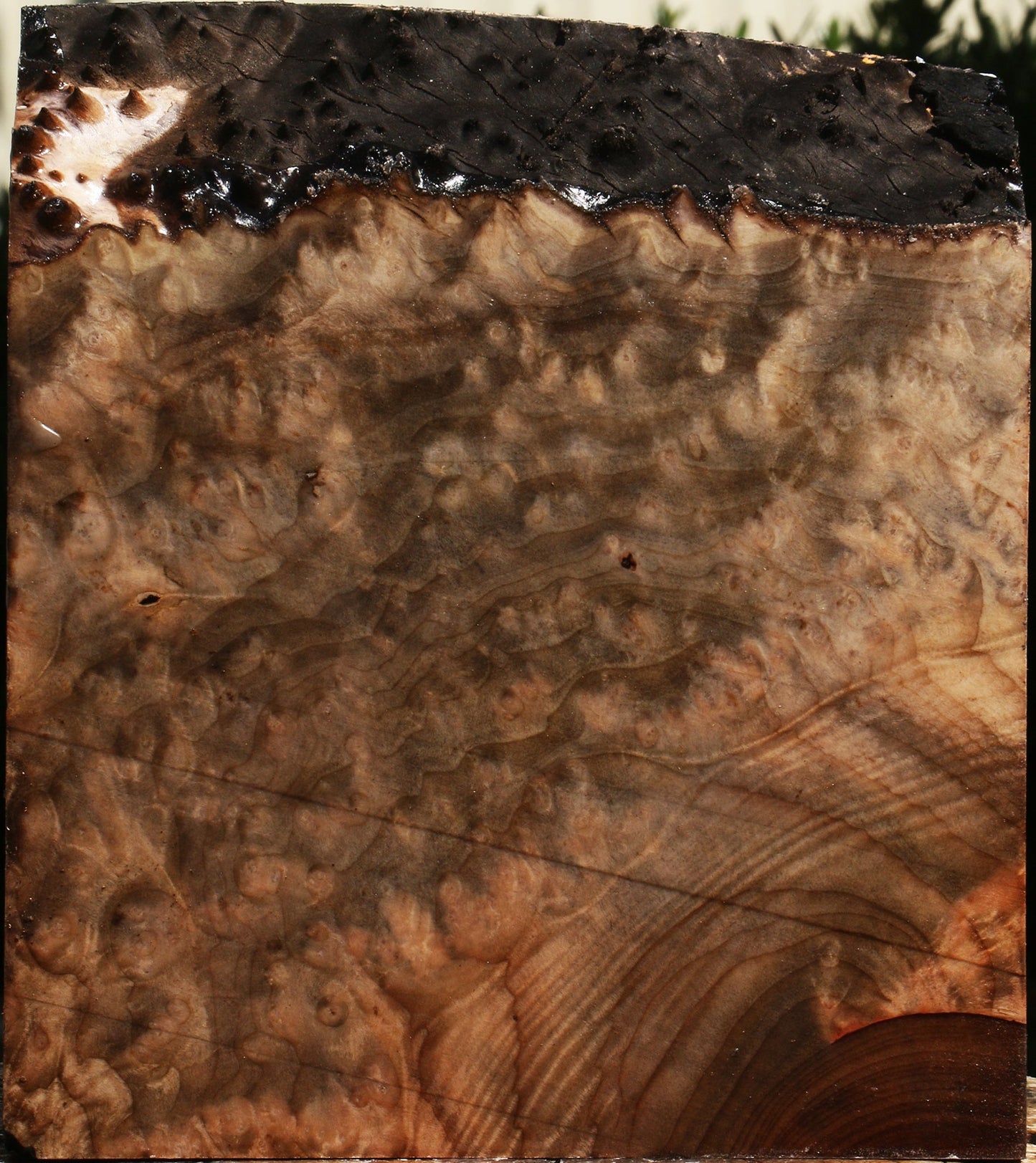 Madrone Burl Live Edge Turning Blank