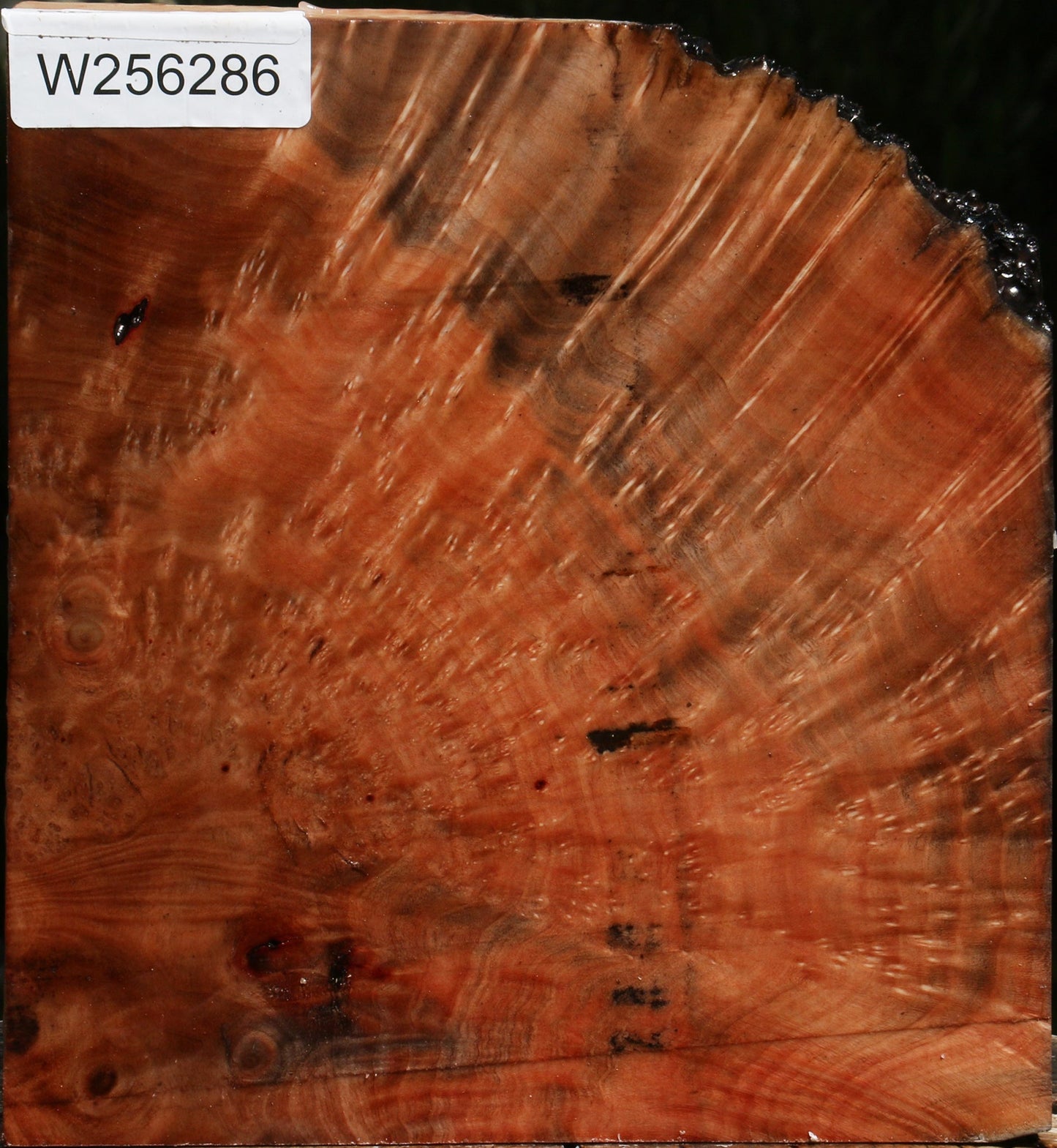 Madrone Burl Live Edge Turning Blank