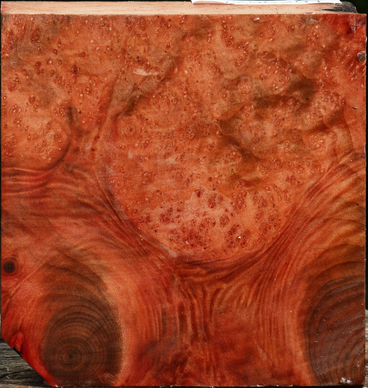 Madrone Burl Bowl Blank