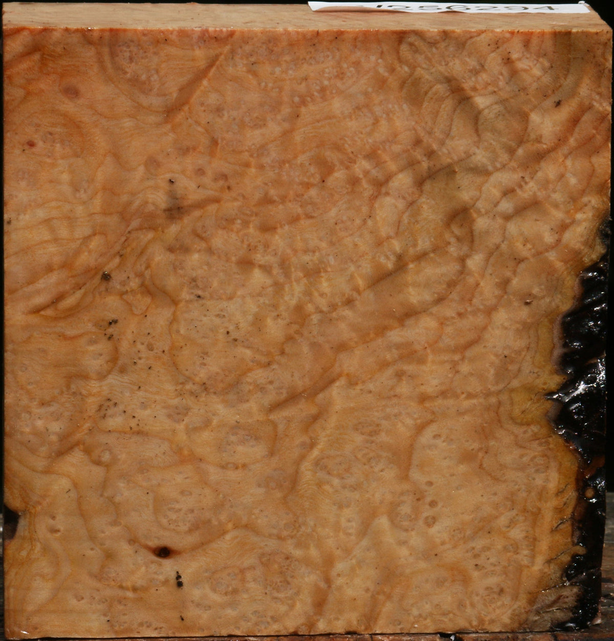 Madrone Burl Bowl Blank