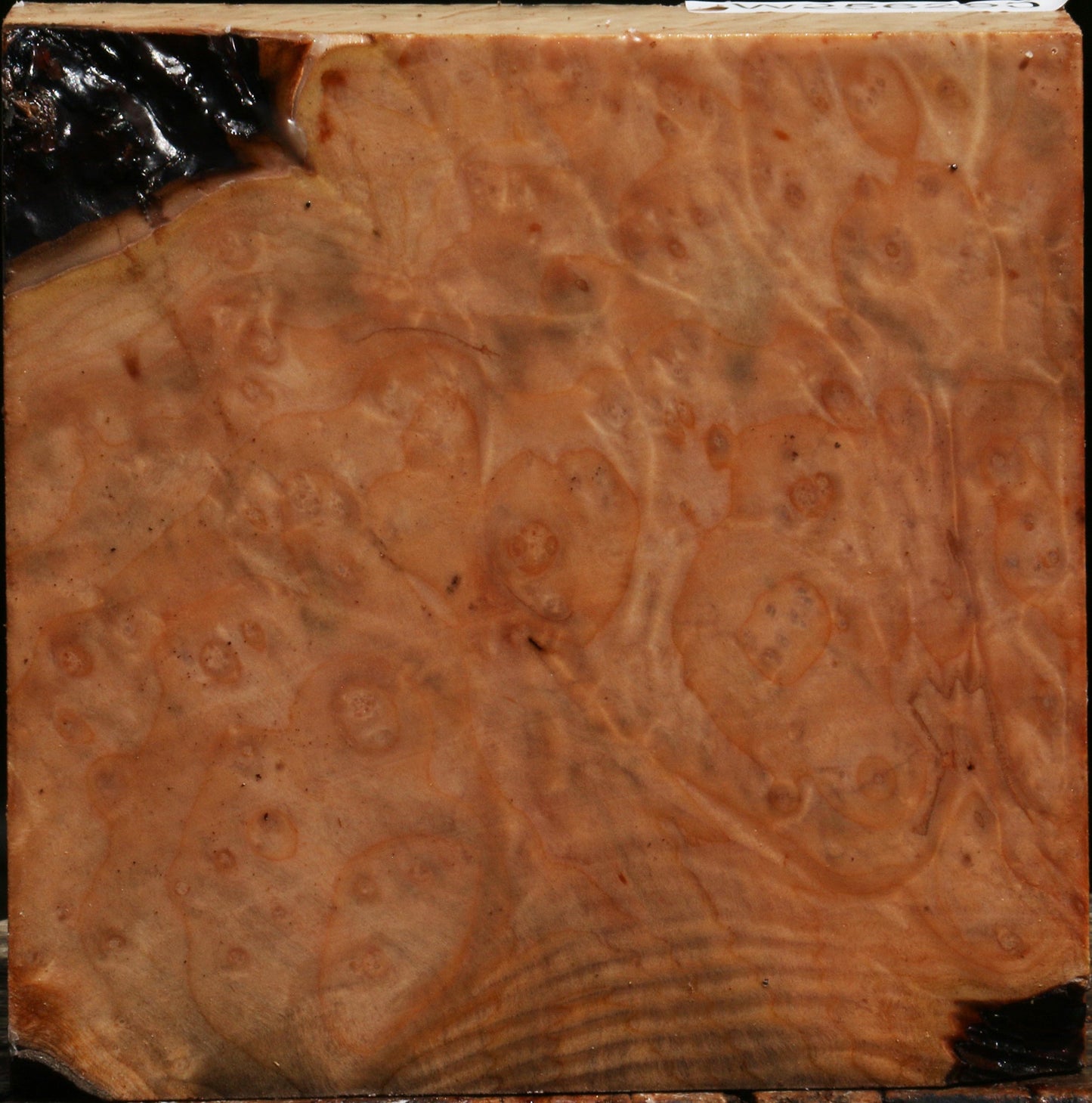 Madrone Burl Bowl Blank