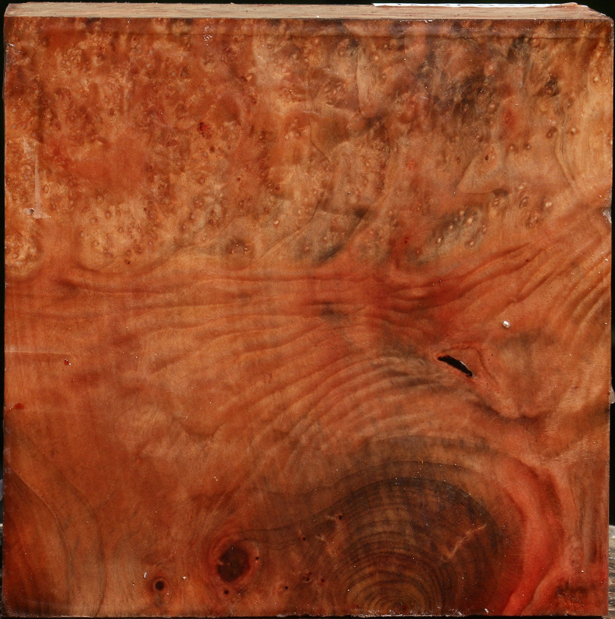 Madrone Burl Bowl Blank