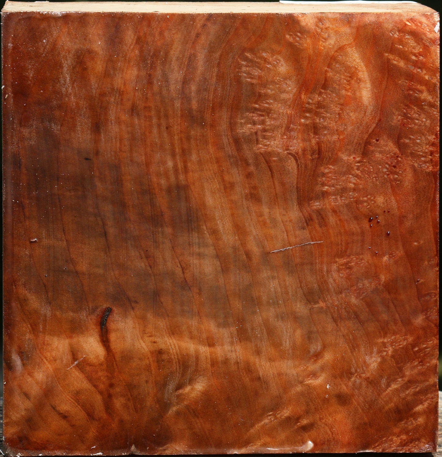 Madrone Burl Bowl Blank