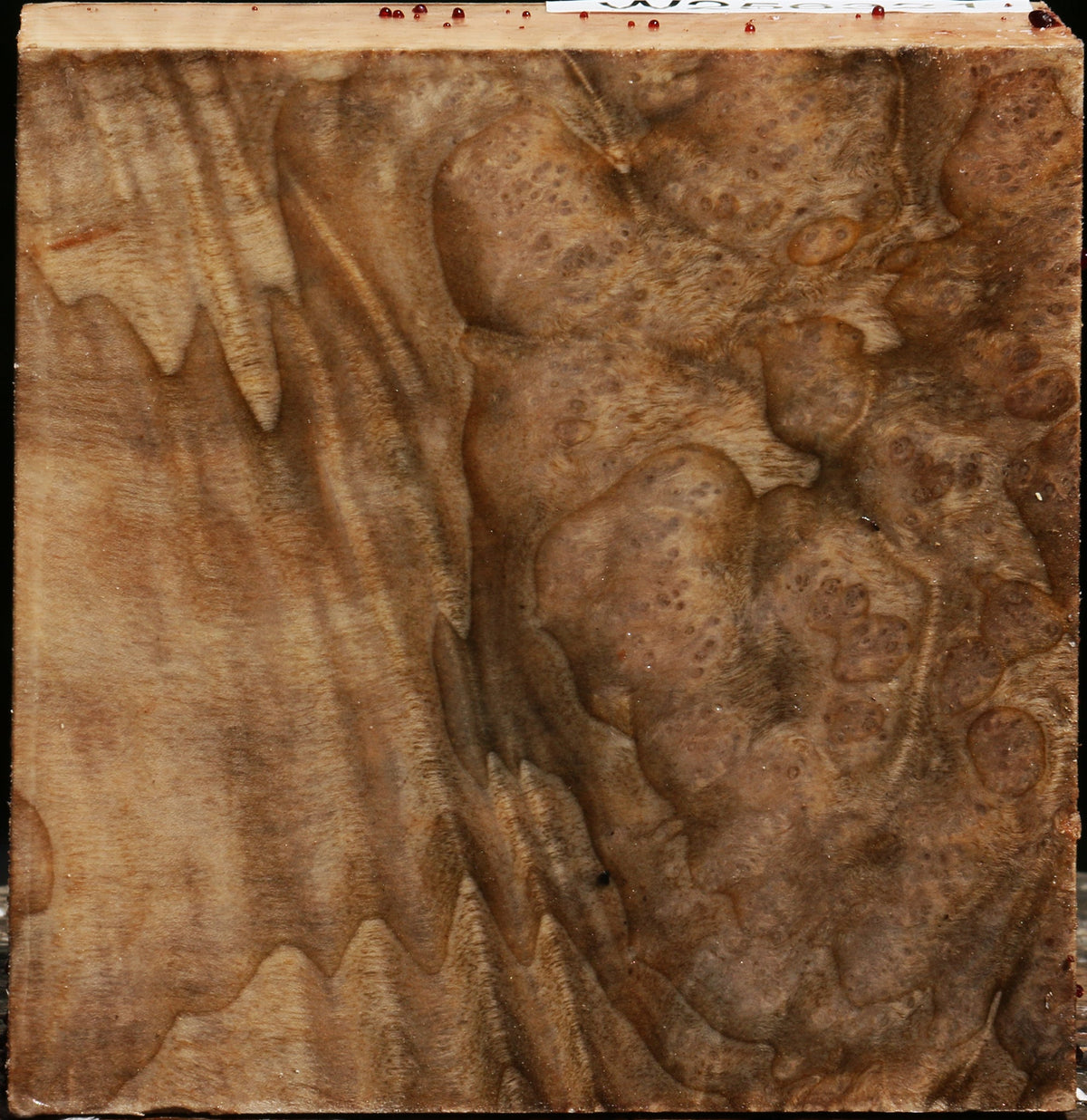 Extra Fancy Madrone Burl Bowl Blank