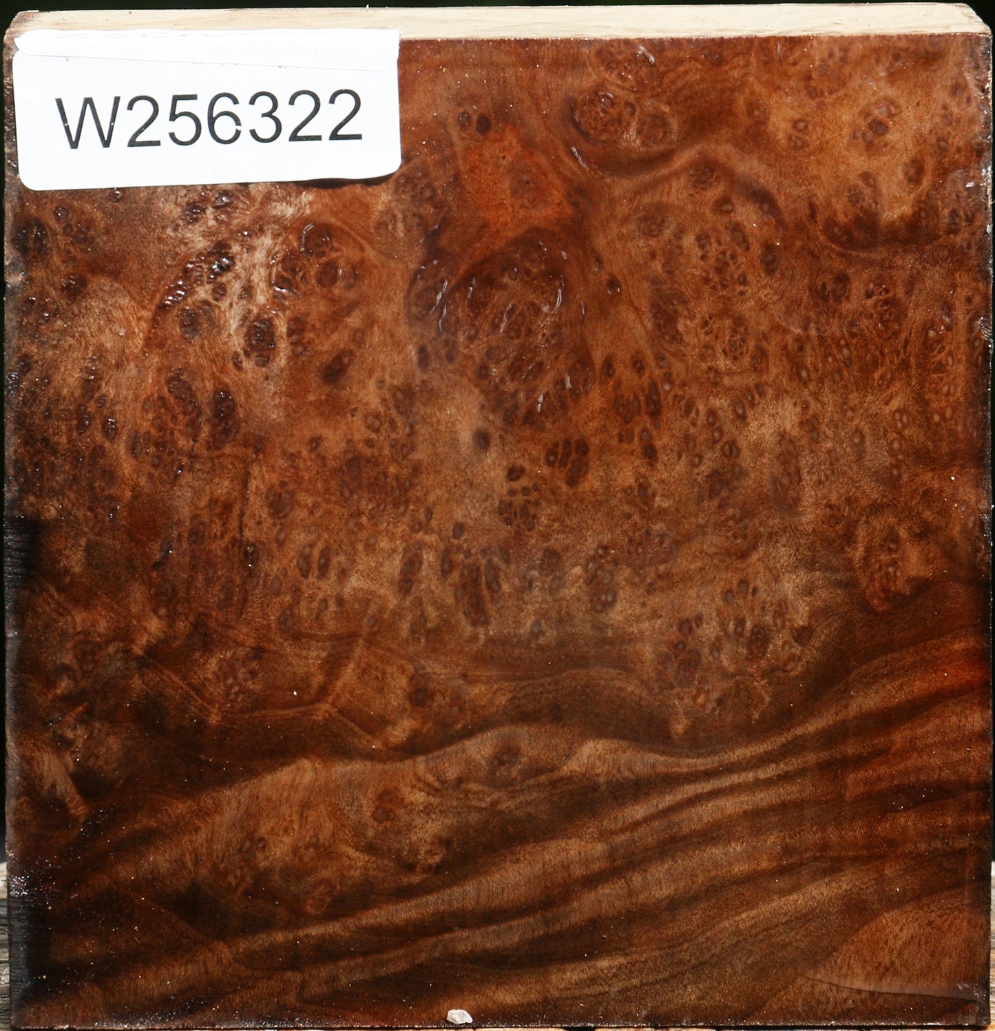 Madrone Burl Bowl Blank