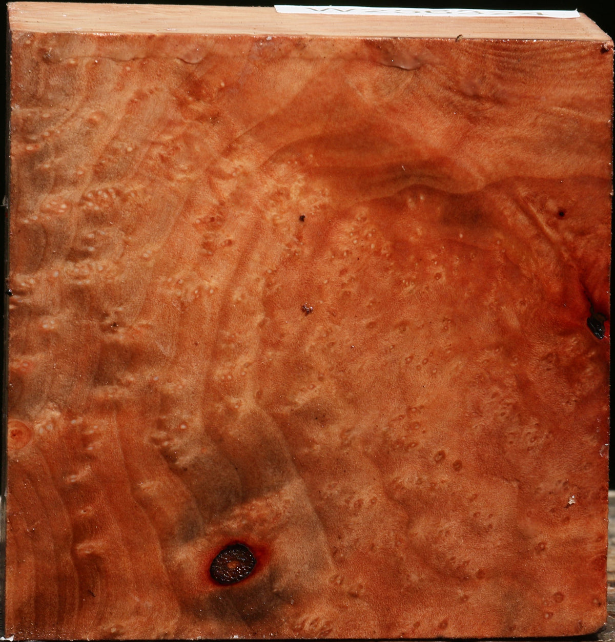 Madrone Burl Bowl Blank