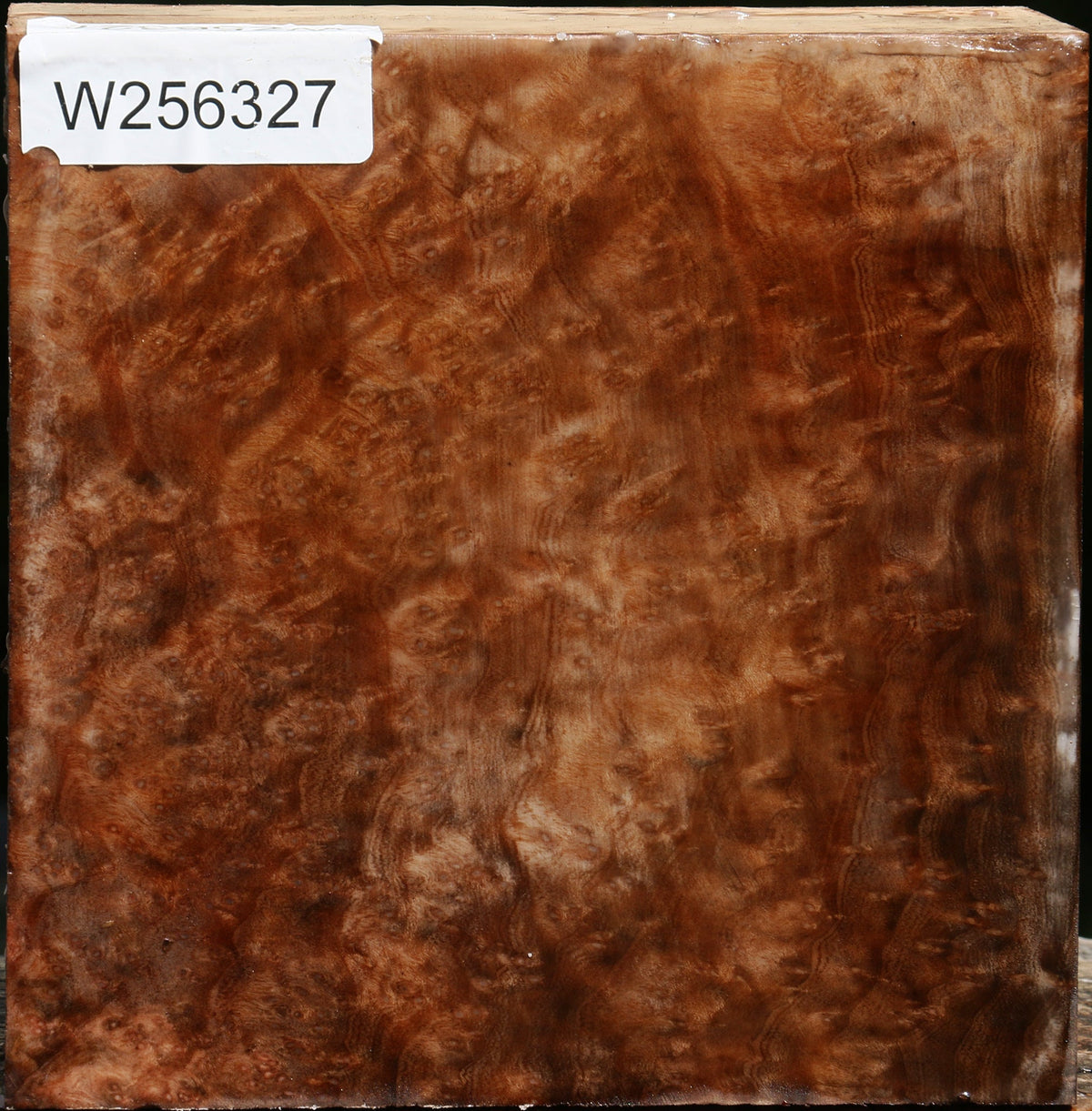 Madrone Burl Bowl Blank