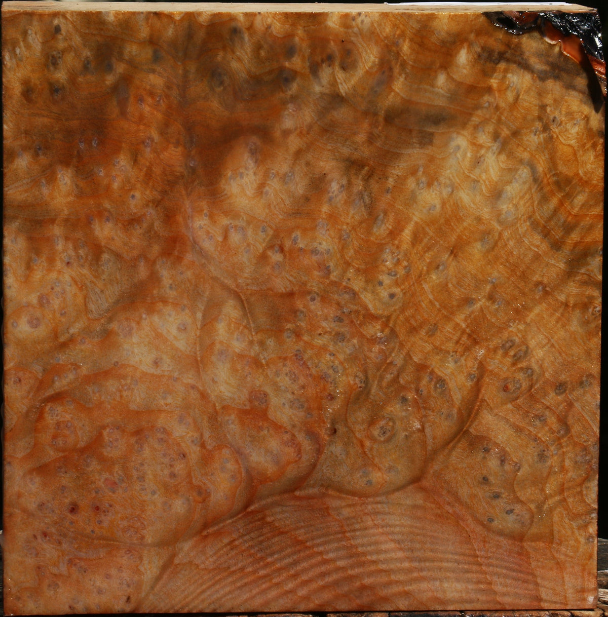 Madrone Burl Bowl Blank
