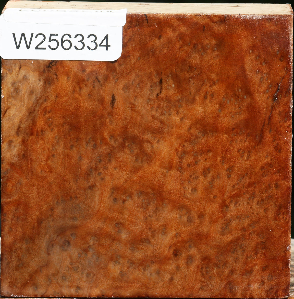 Madrone Burl Bowl Blank