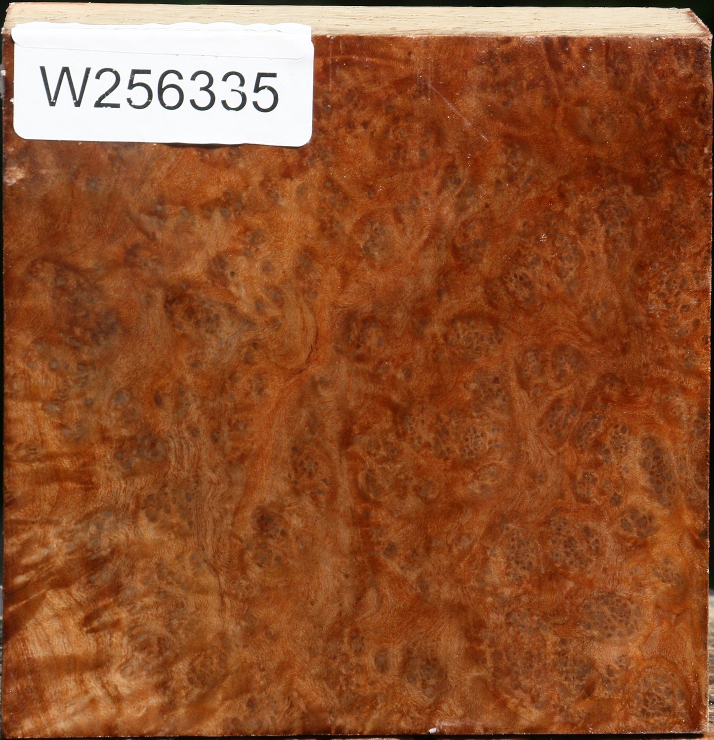 Madrone Burl Bowl Blank
