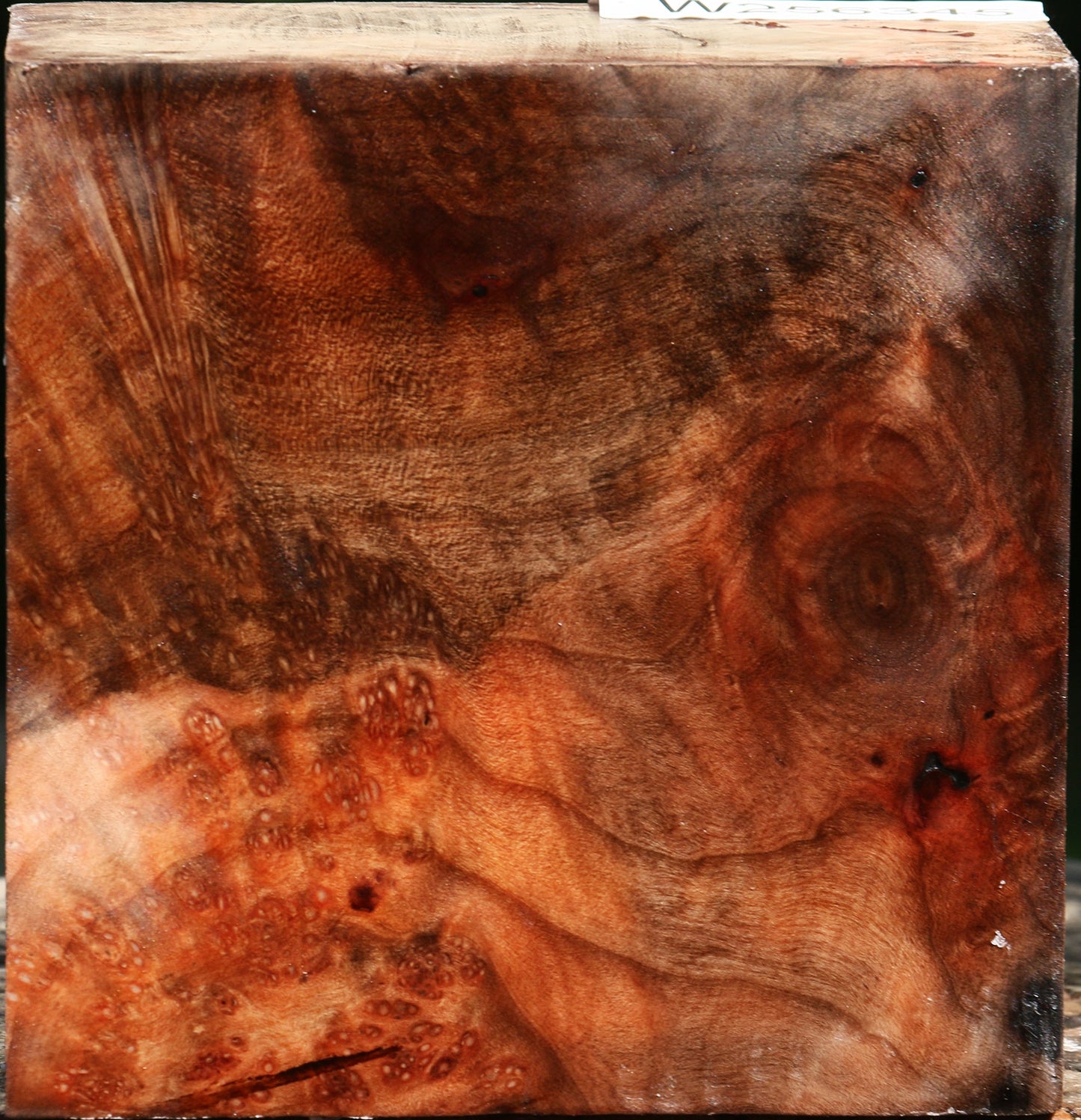 Madrone Burl Bowl Blank
