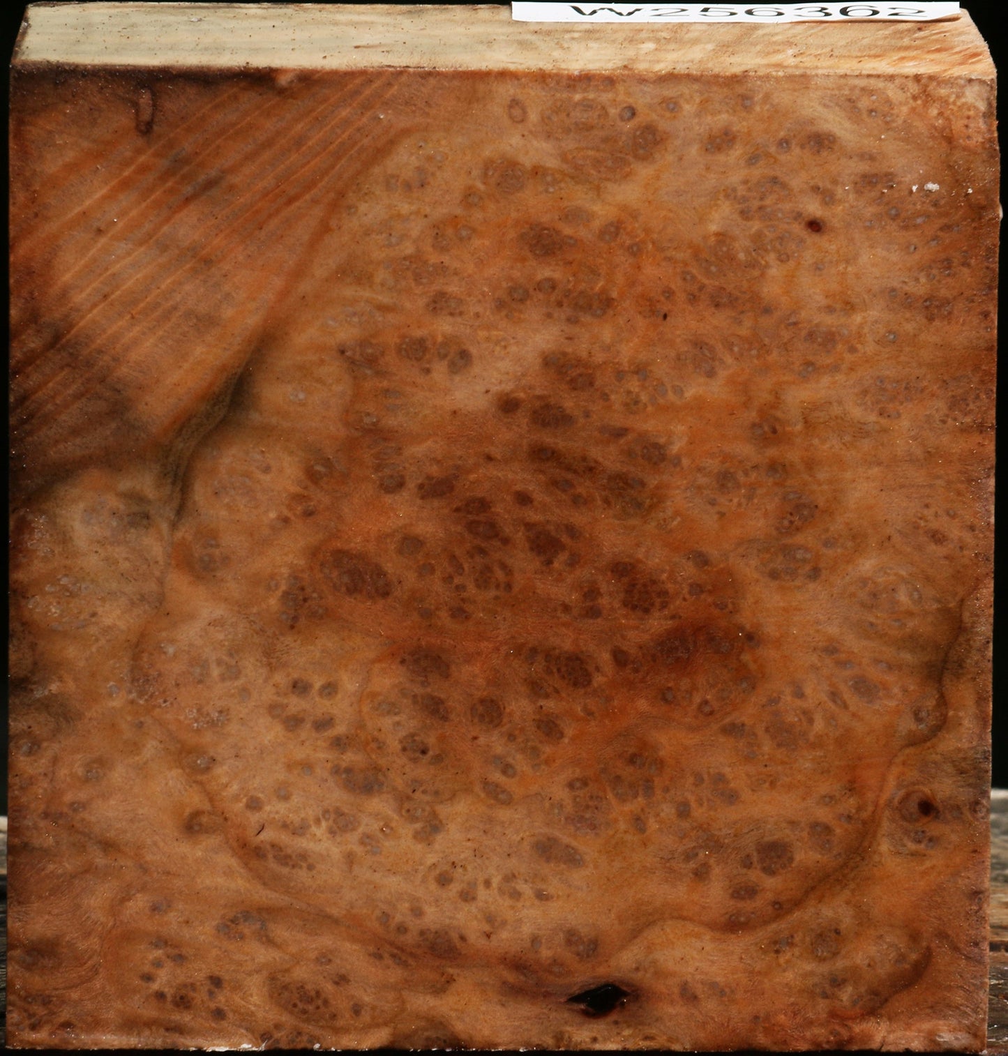 Madrone Burl Bowl Blank