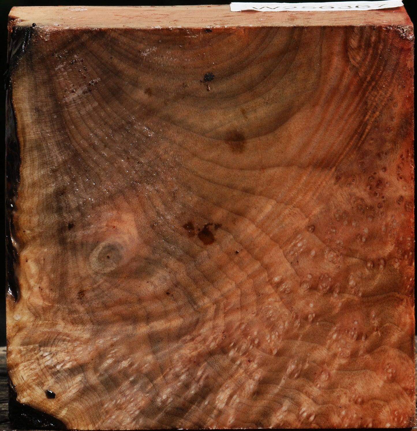 Madrone Burl Bowl Blank