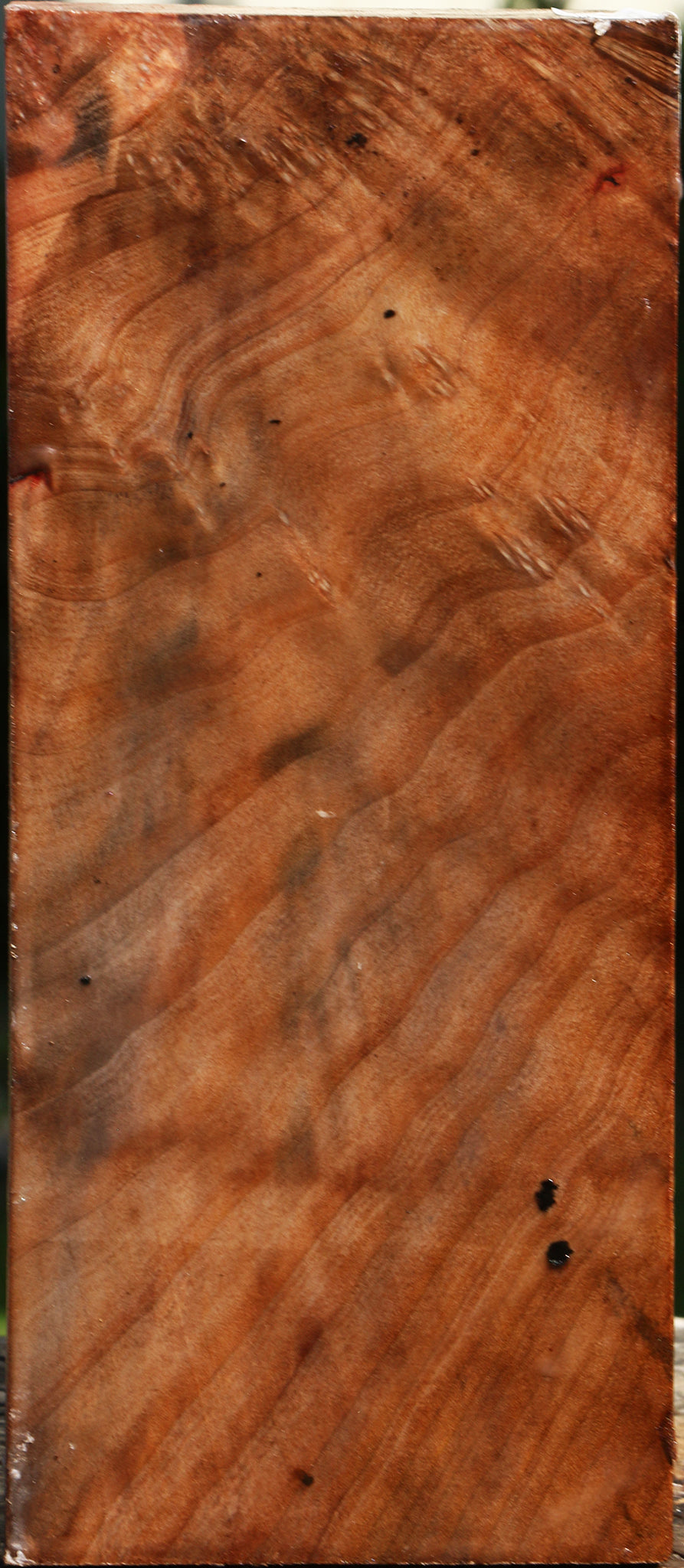 Extra Fancy Madrone Burl Vessel Blank