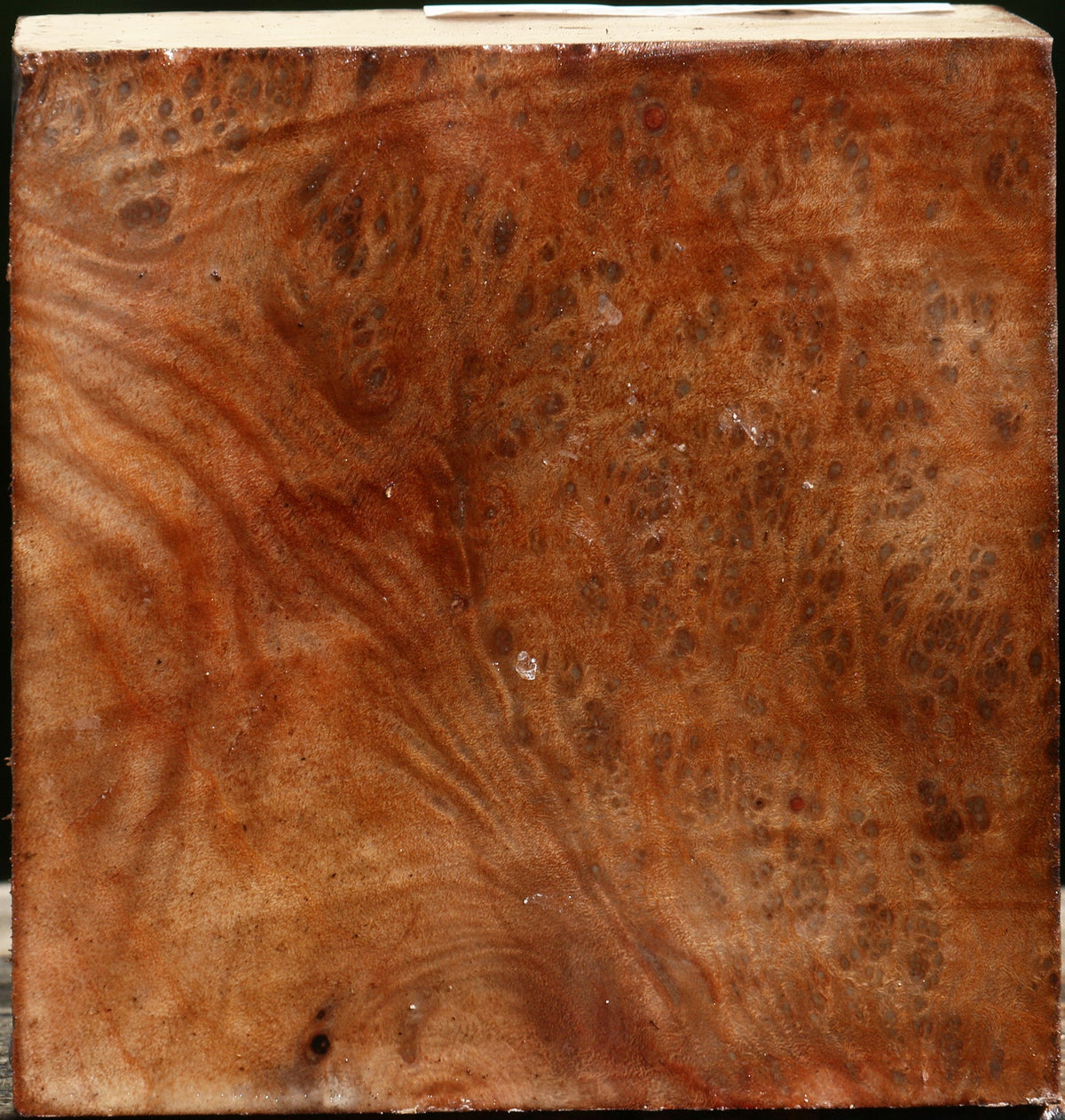 Madrone Burl Bowl Blank