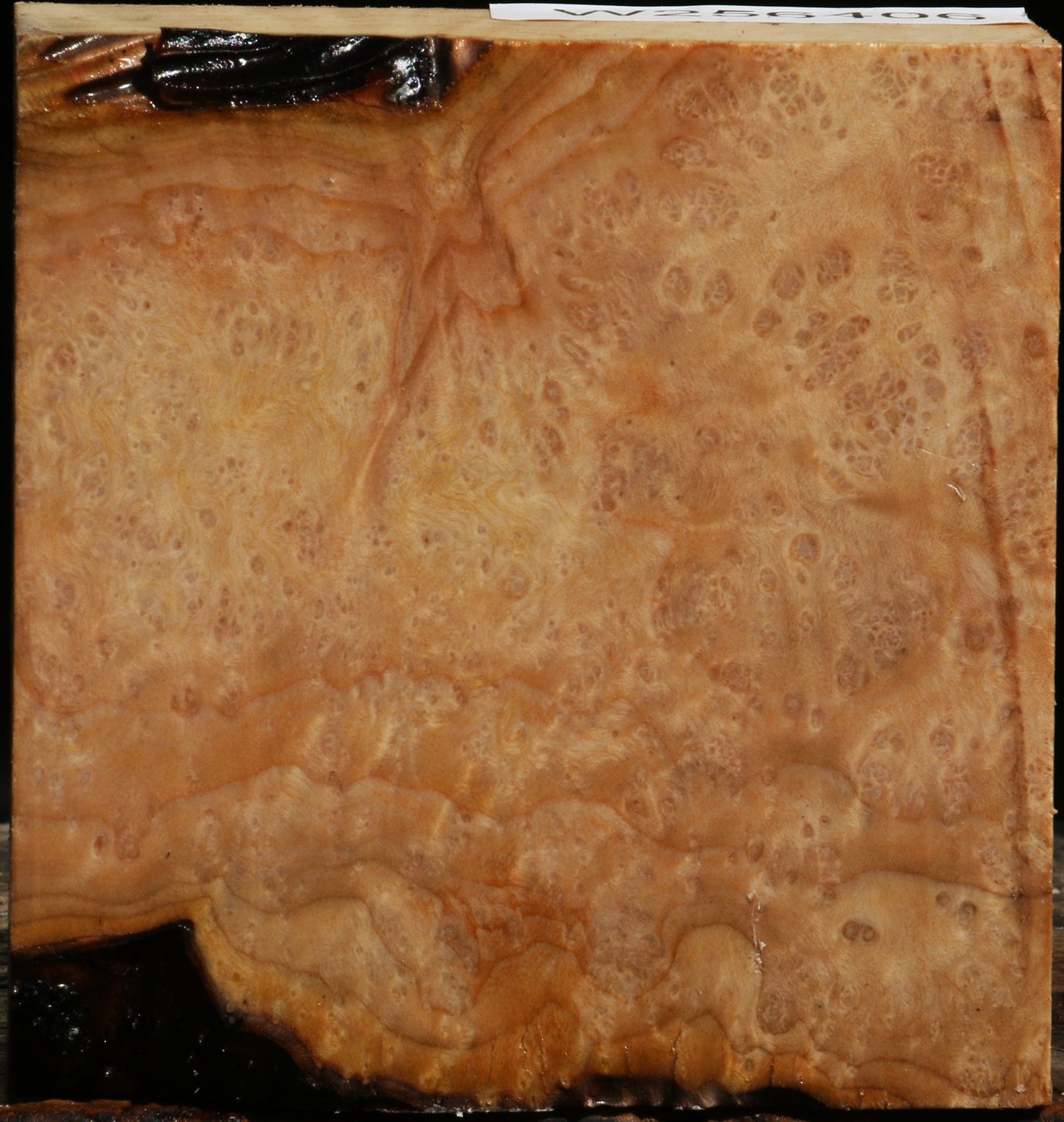 Extra Fancy Madrone Burl Bowl Blank