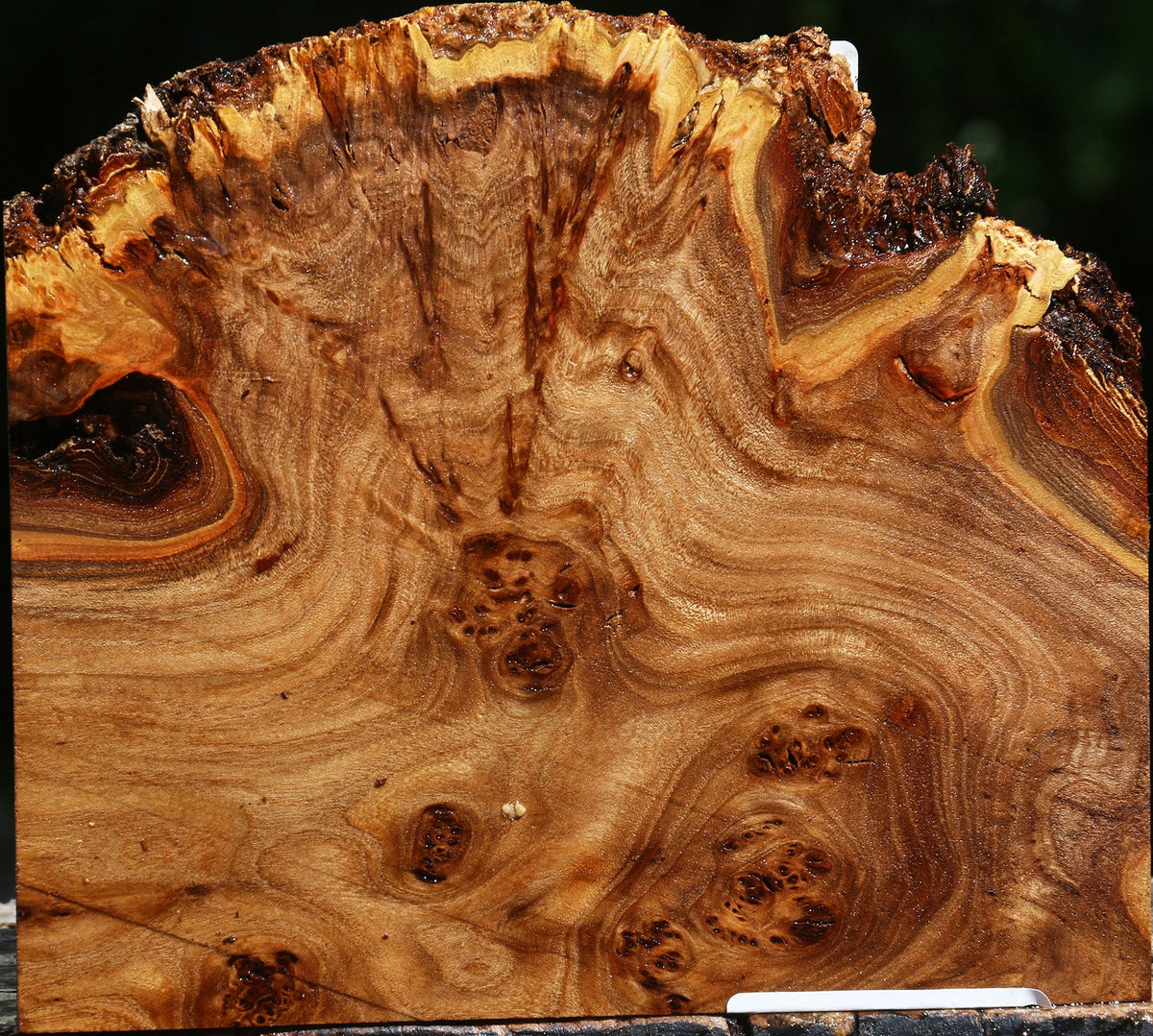 Elm Burl Live Edge Lumber