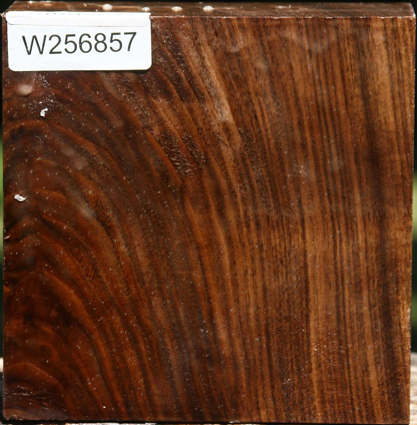 Claro Walnut Bowl Blank