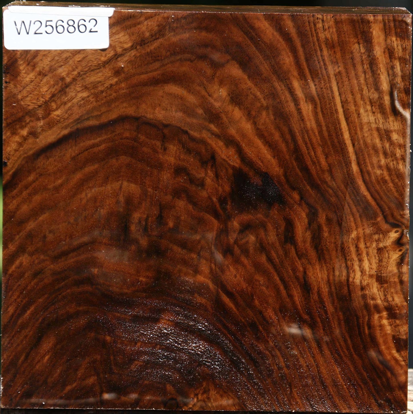 Extra Fancy Claro Walnut Bowl Blank