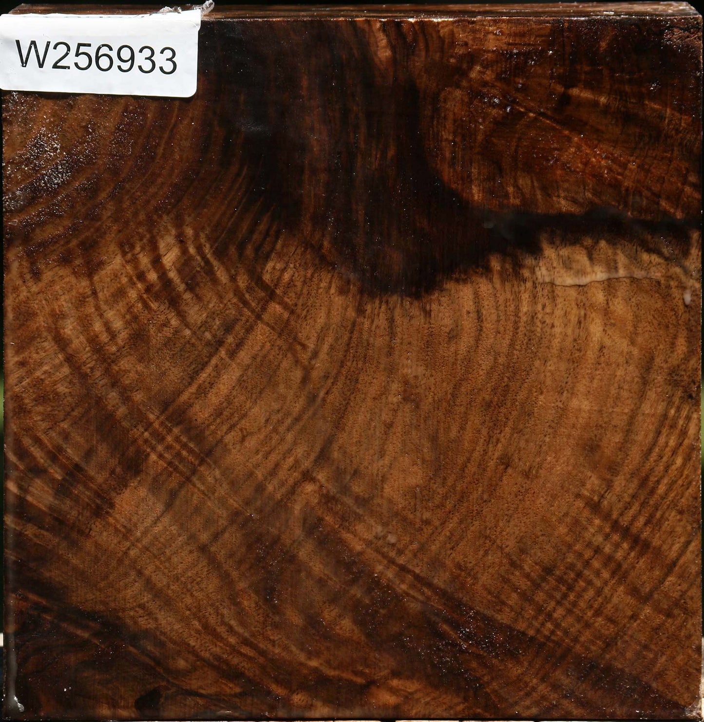 Exhibition Grafted Claro/English Walnut Bowl Blank