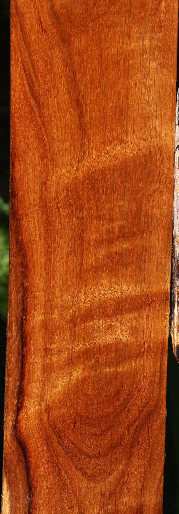 Tzalam Lumber