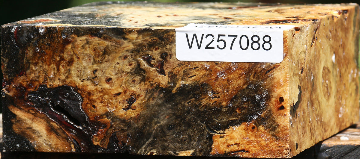 Buckeye Burl Bowl Blank