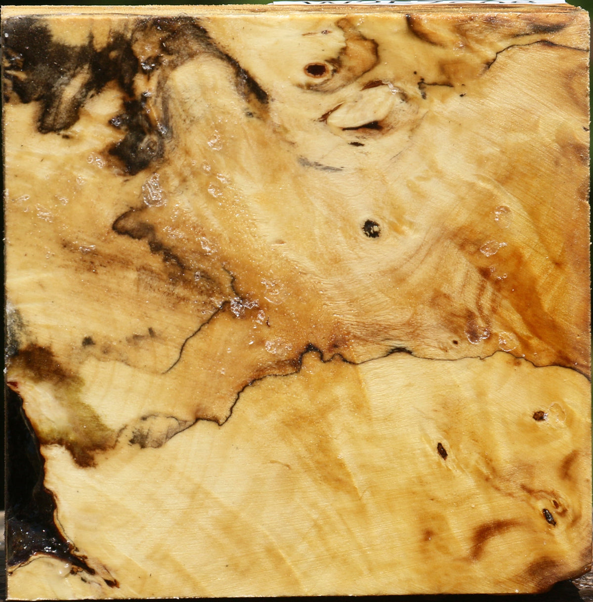 Buckeye Burl Bowl Blank