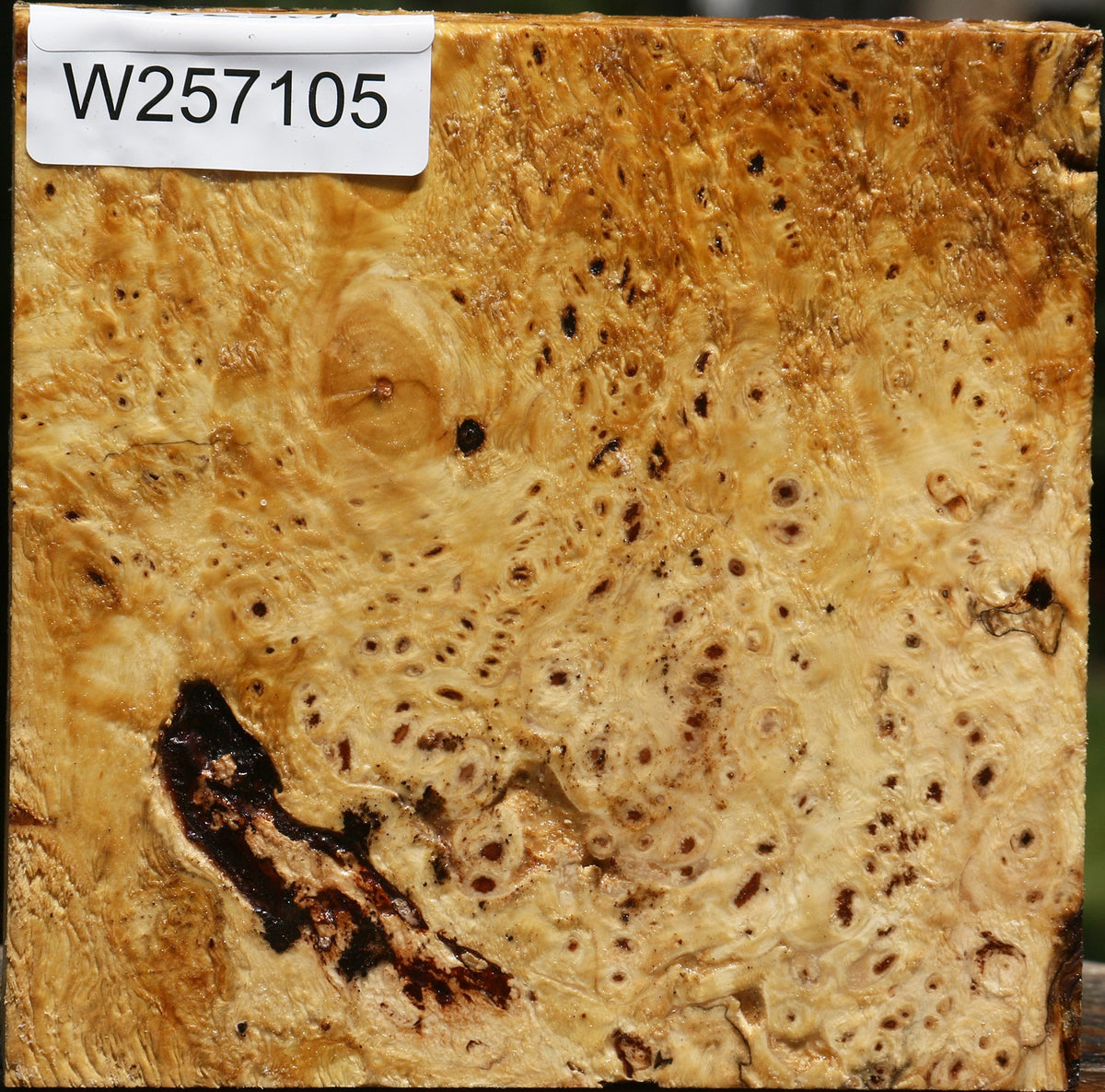 Buckeye Burl Bowl Blank