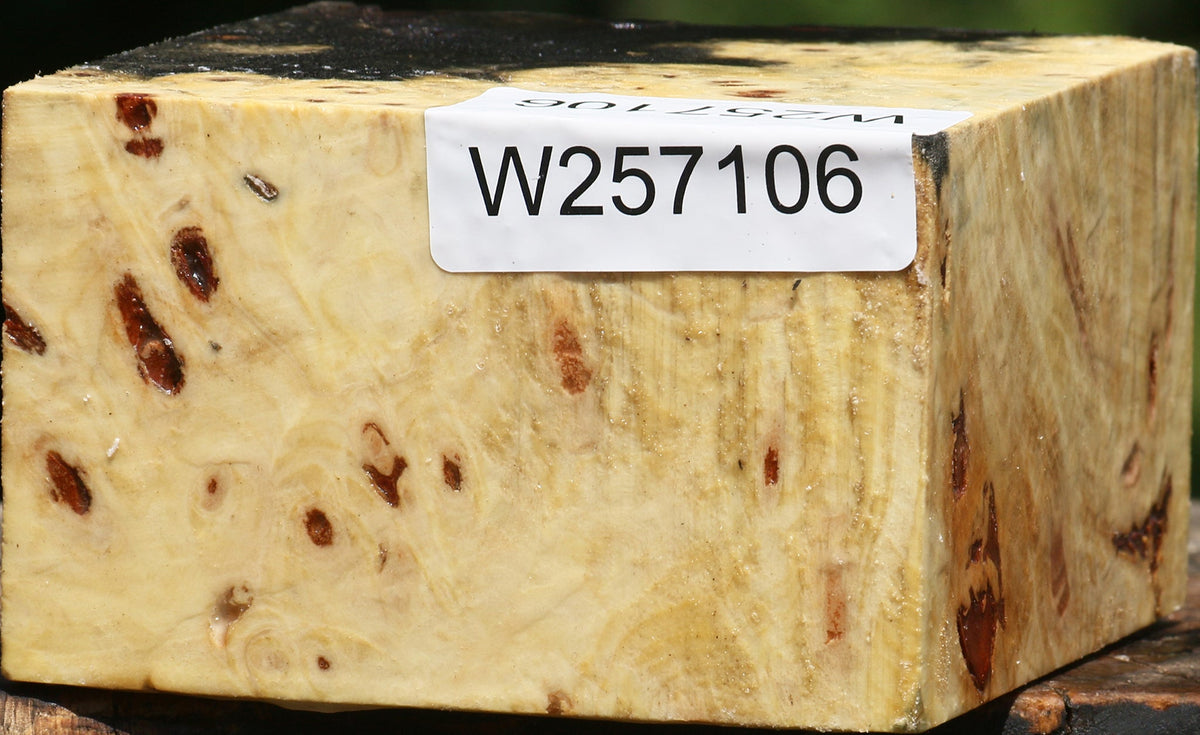 Buckeye Burl Bowl Blank