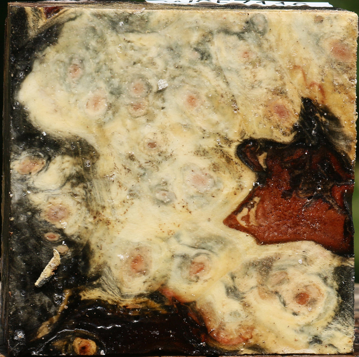 Buckeye Burl Bowl Blank