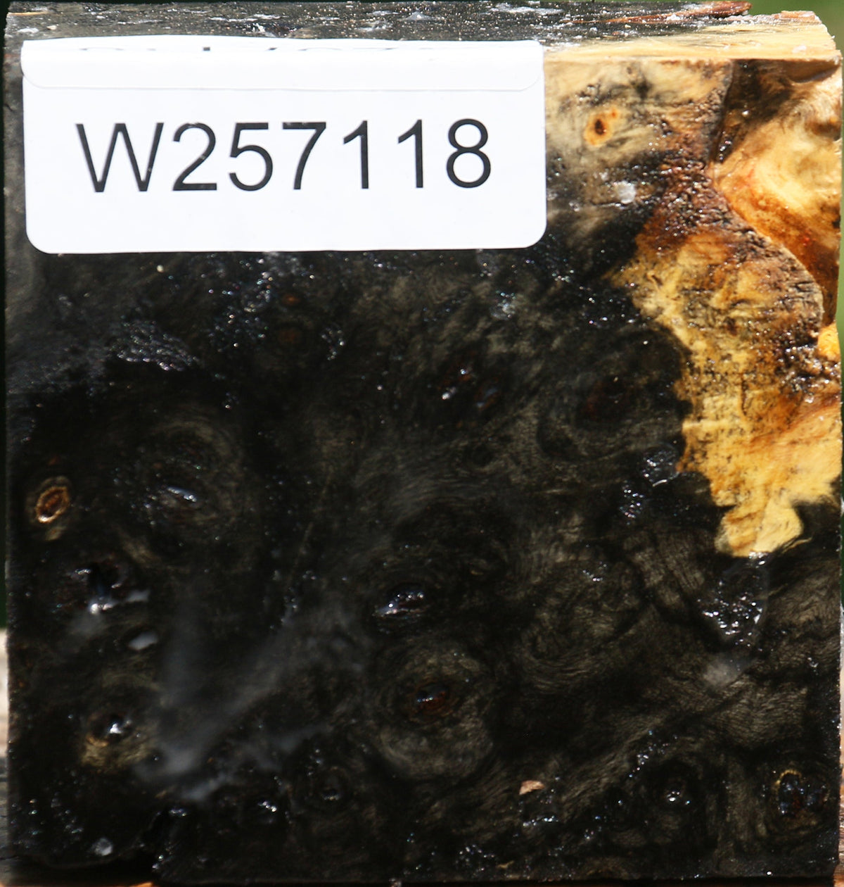 Buckeye Burl Bowl Blank