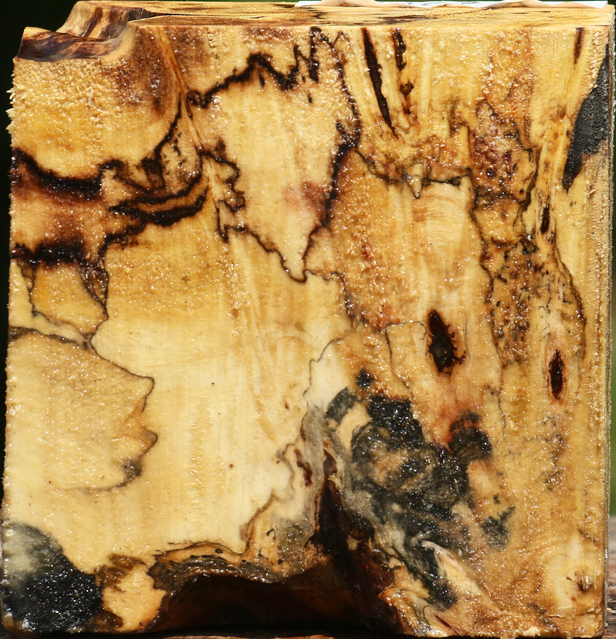 Buckeye Burl Bowl Blank