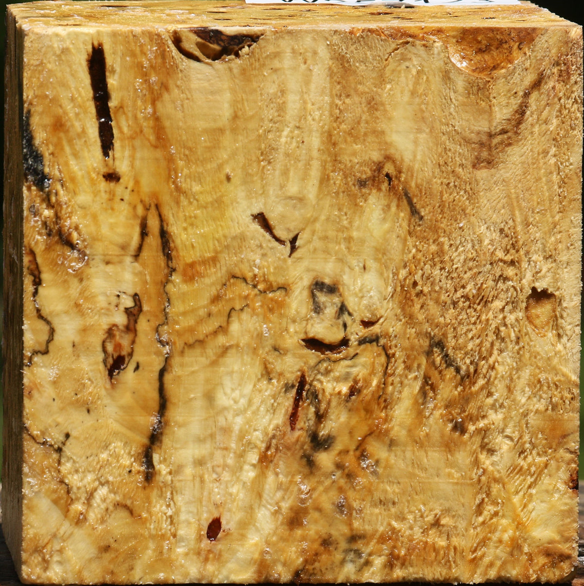 Buckeye Burl Bowl Blank