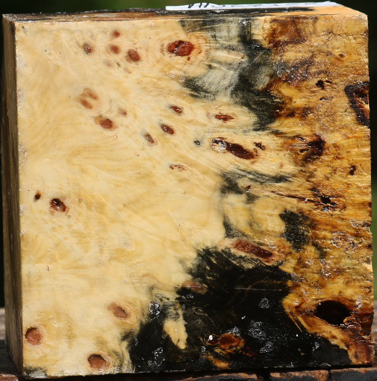 Buckeye Burl Bowl Blank