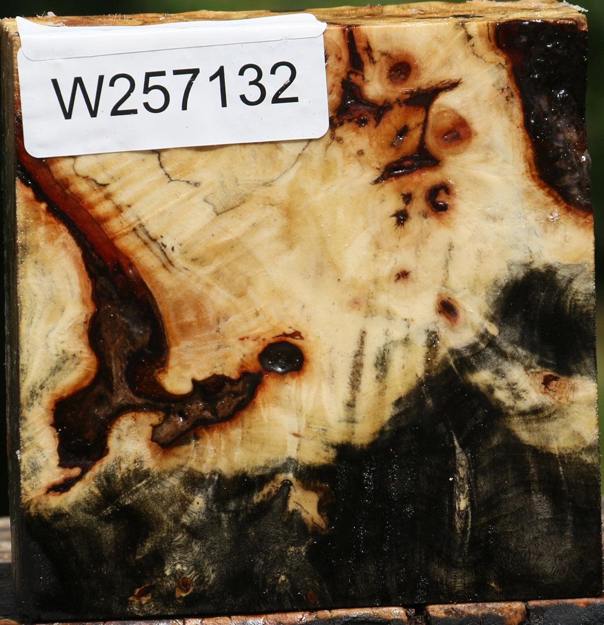 Buckeye Burl Bowl Blank