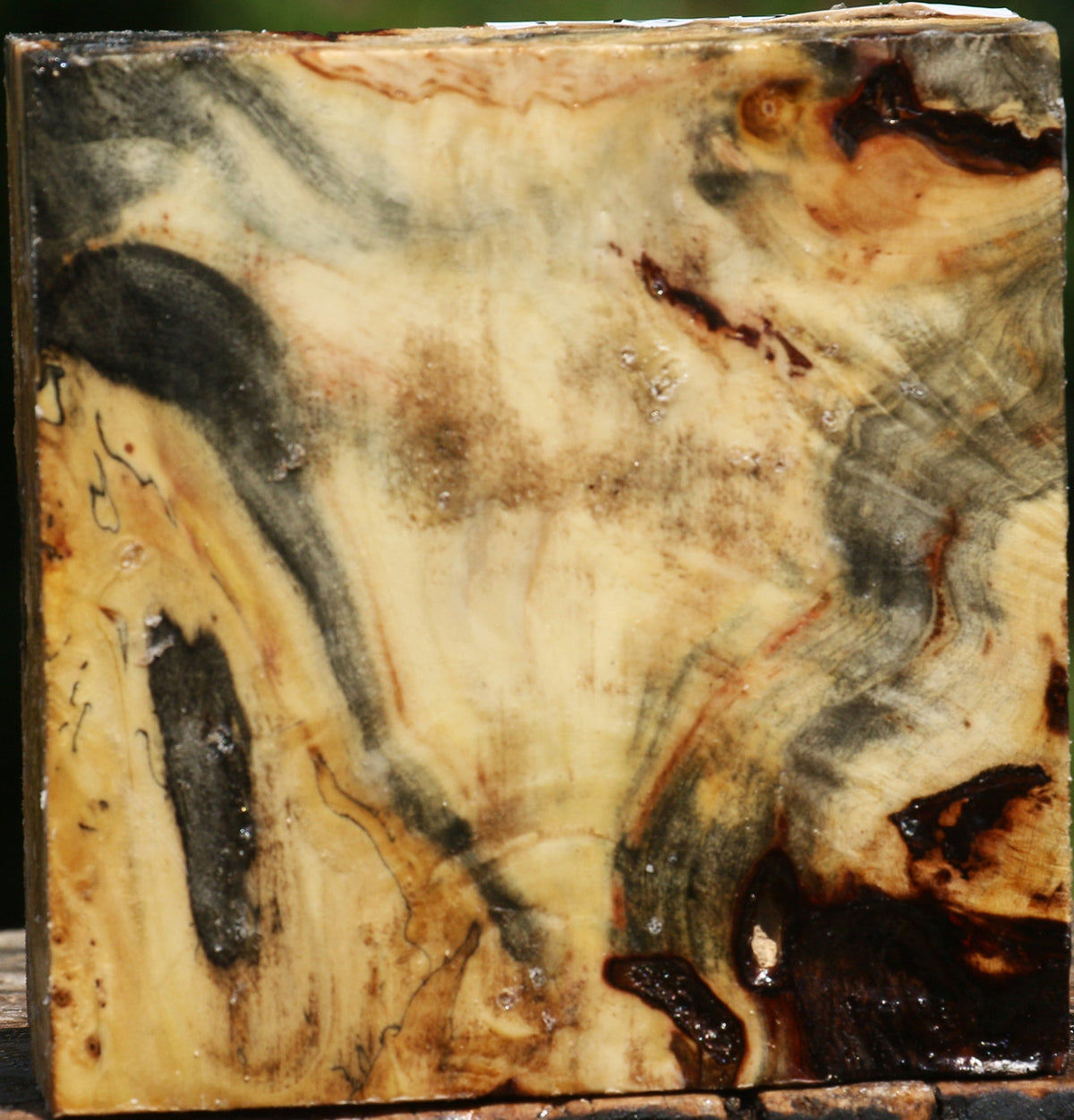 Buckeye Burl Bowl Blank