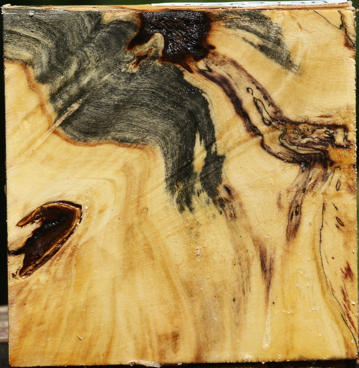 Buckeye Burl Bowl Blank
