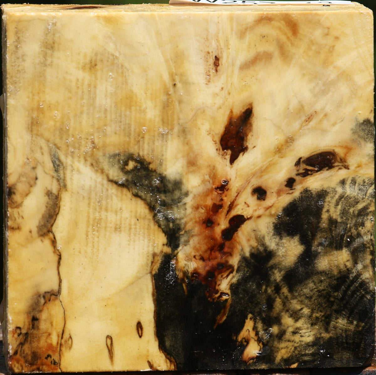 Buckeye Burl Bowl Blank