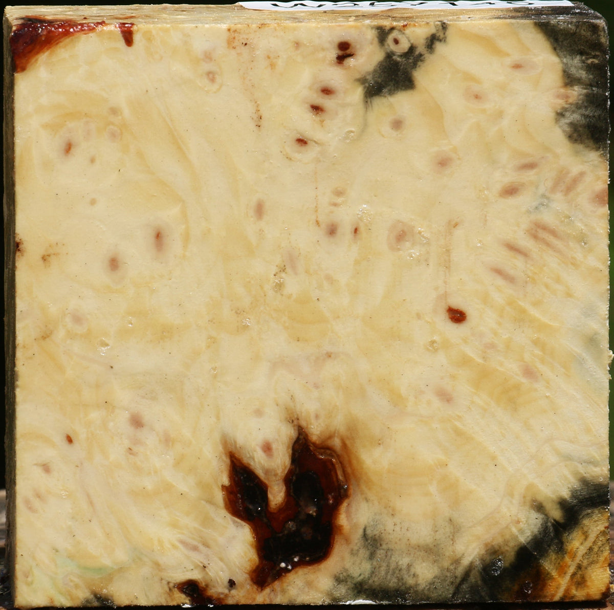 Buckeye Burl Bowl Blank