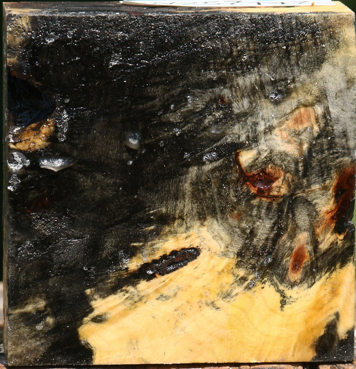 Buckeye Burl Bowl Blank