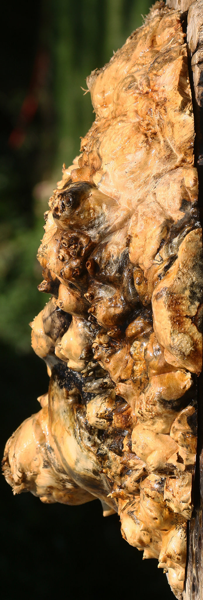 Buckeye Burl Cap