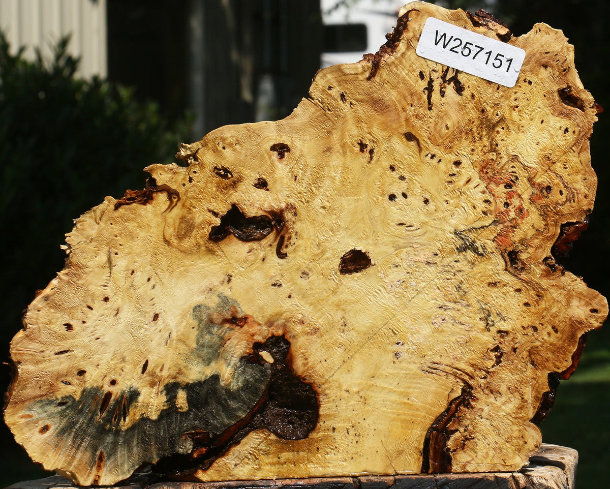 Buckeye Burl Live Edge Slice