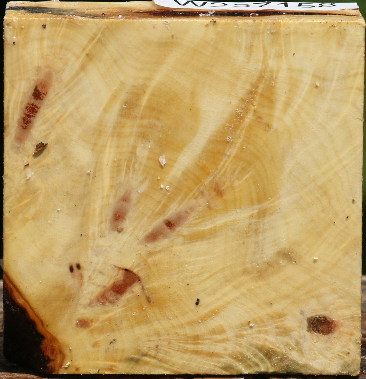Buckeye Burl Bowl Blank